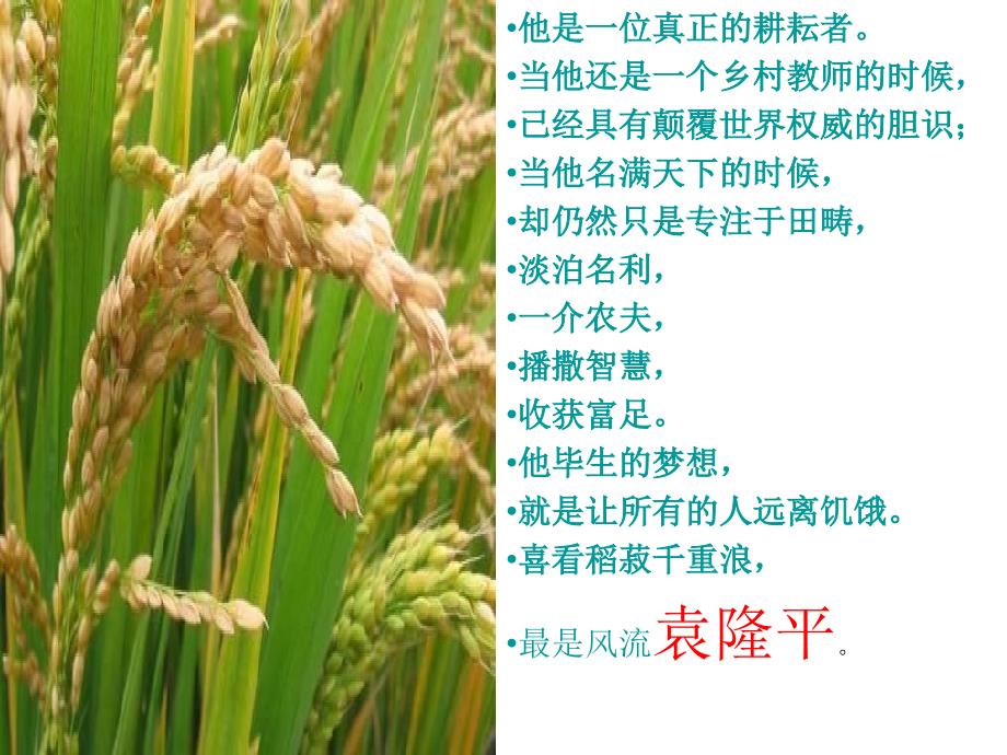 新教材喜看稻菽千重浪课件.ppt_第2页