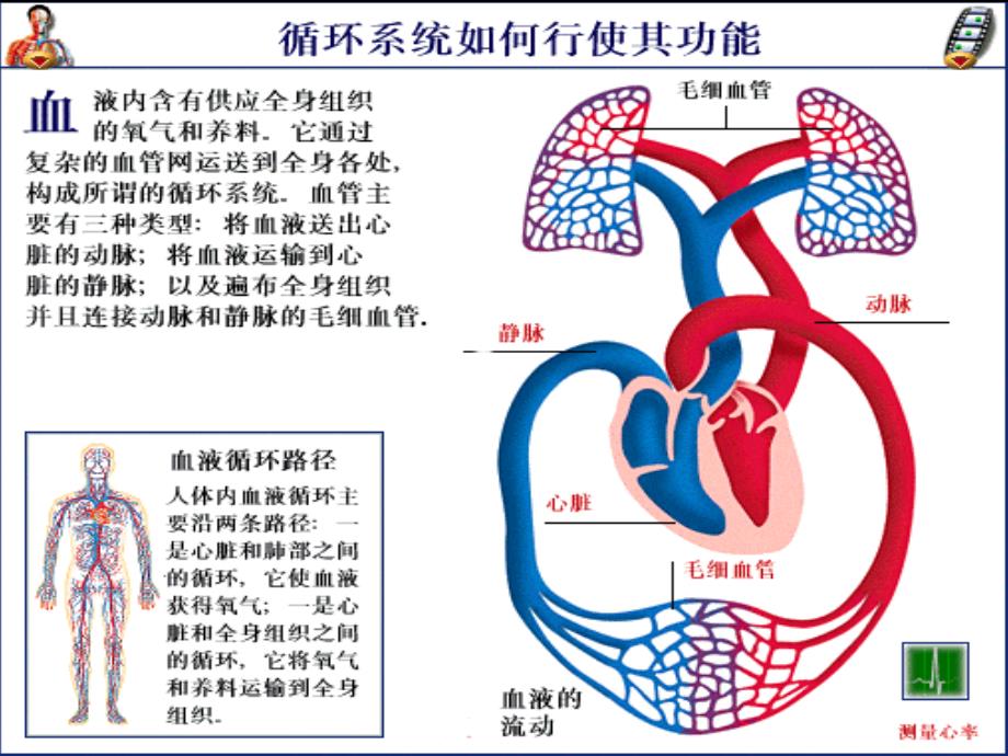 循环系统PPT课件.ppt_第2页