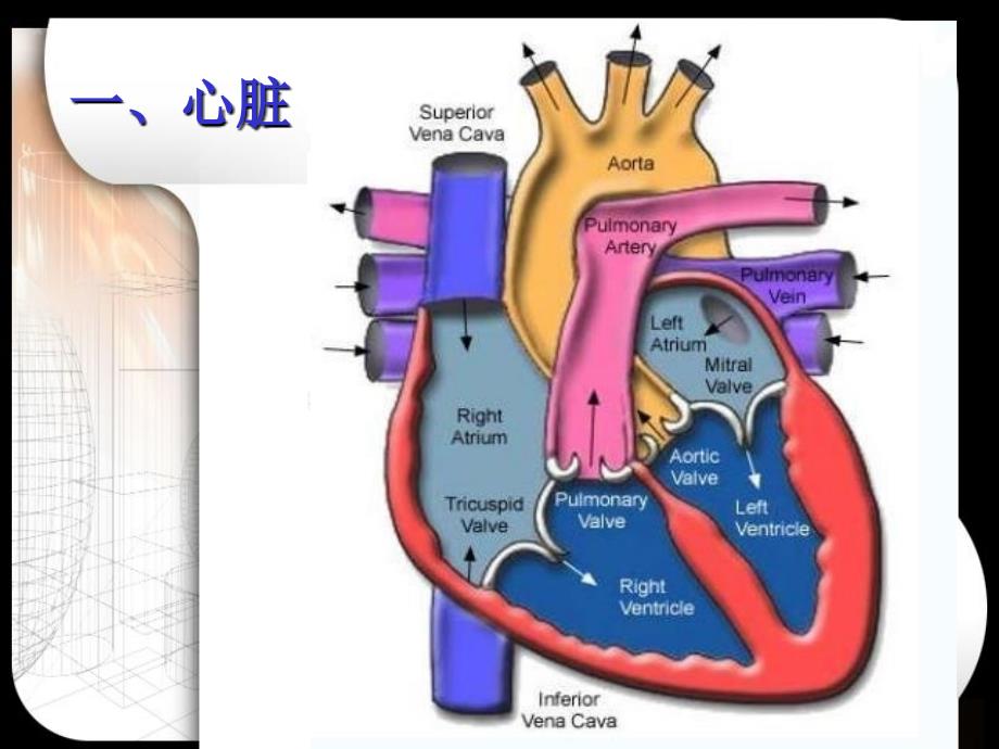 循环系统PPT课件.ppt_第3页