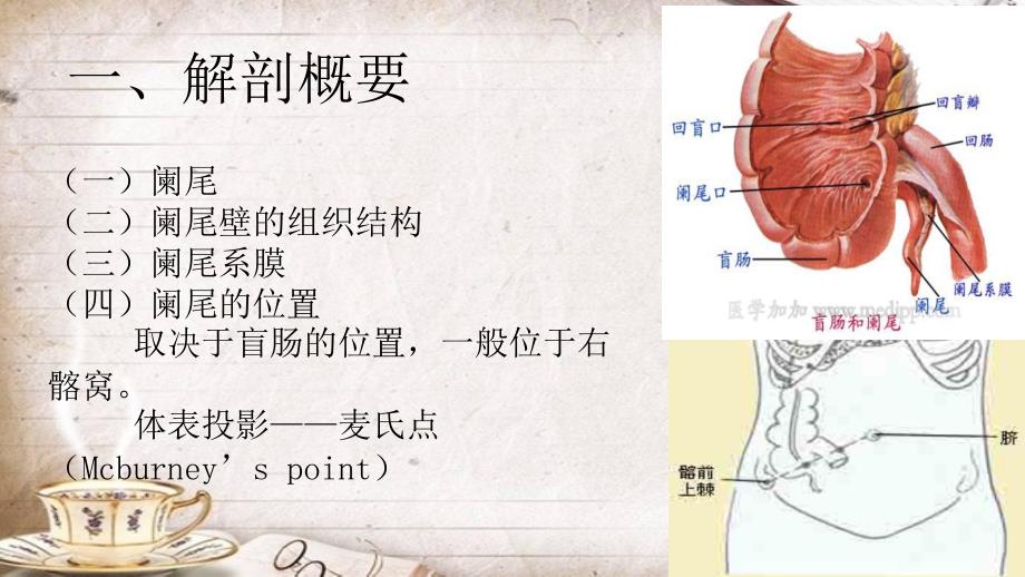 急性阑尾炎护理查房PPT课件.pptx_第3页