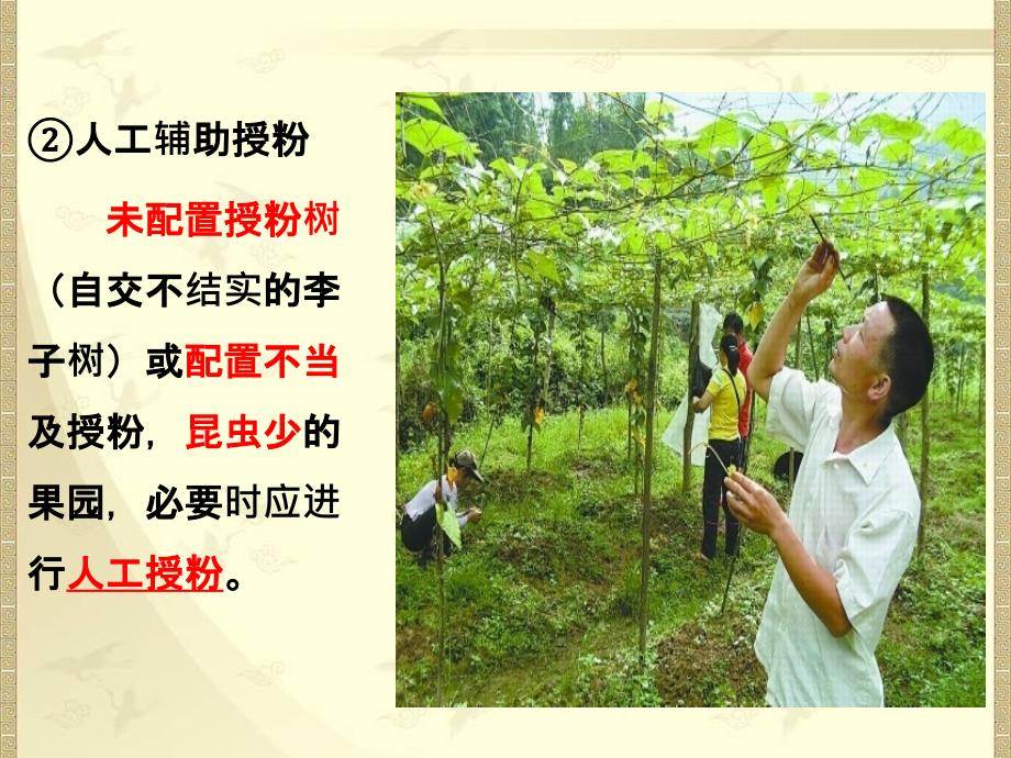 果树花果管理与病虫害防治技术.pptx_第3页