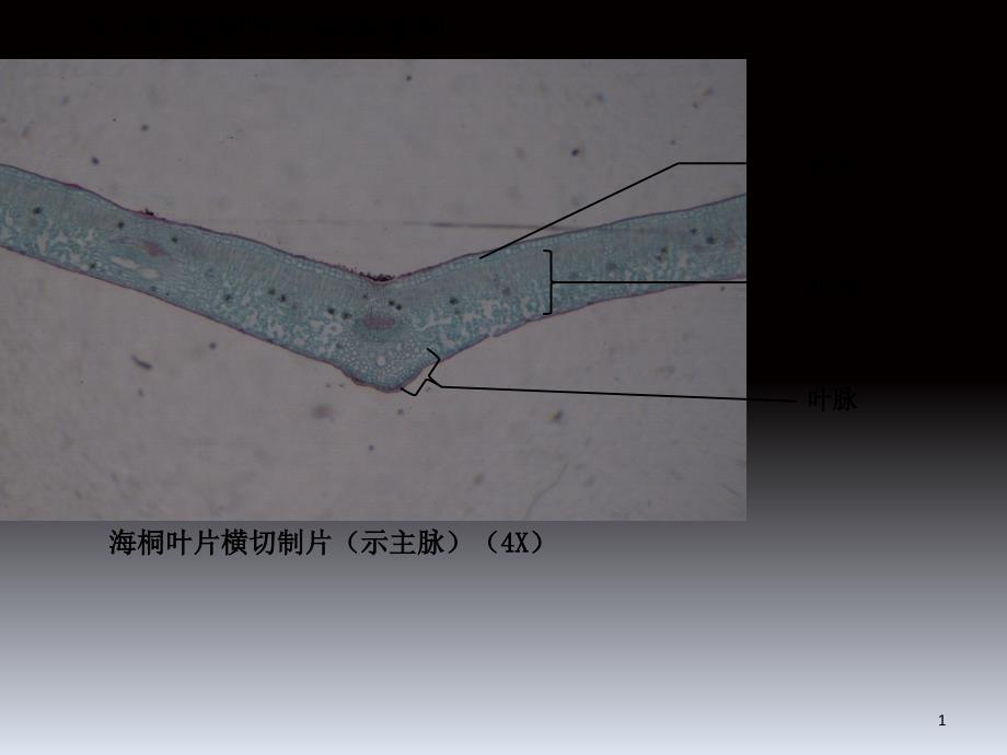 植物学实验四文档资料.ppt_第1页