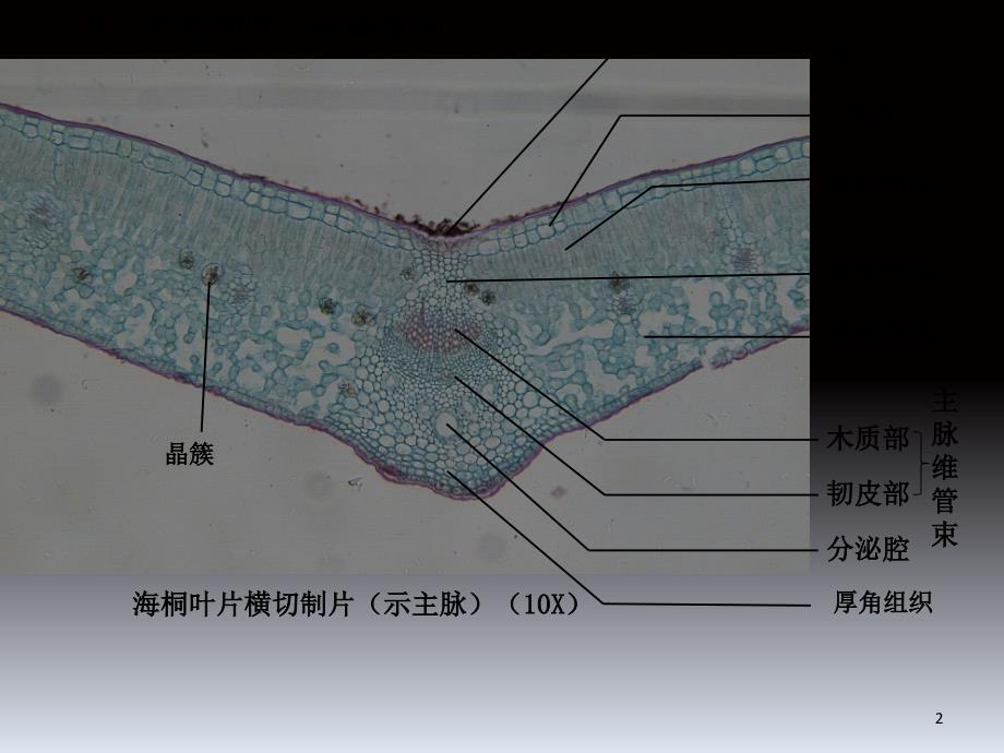 植物学实验四文档资料.ppt_第2页