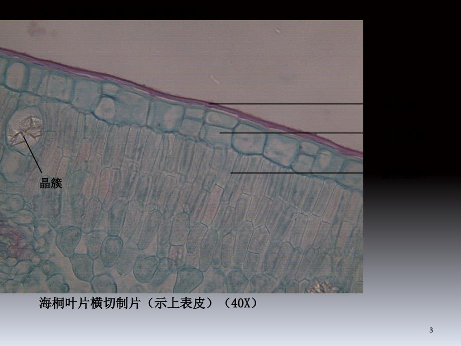 植物学实验四文档资料.ppt_第3页
