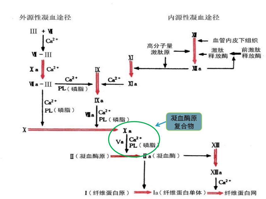 抗凝药物简介.ppt_第3页
