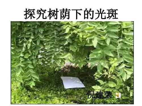 探究树荫下的光斑.ppt.ppt
