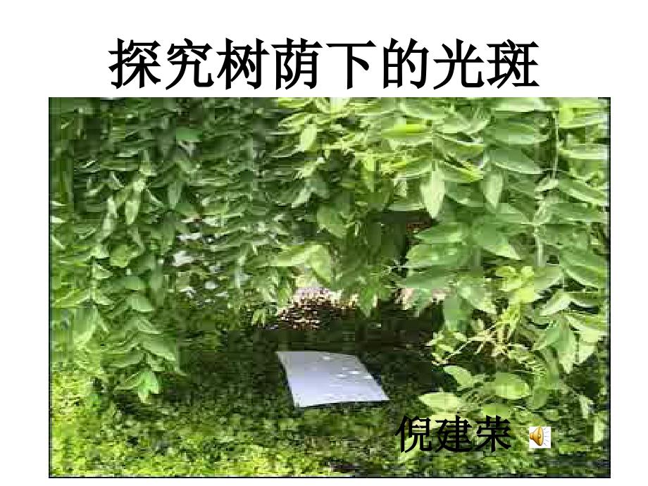探究树荫下的光斑.ppt.ppt_第1页