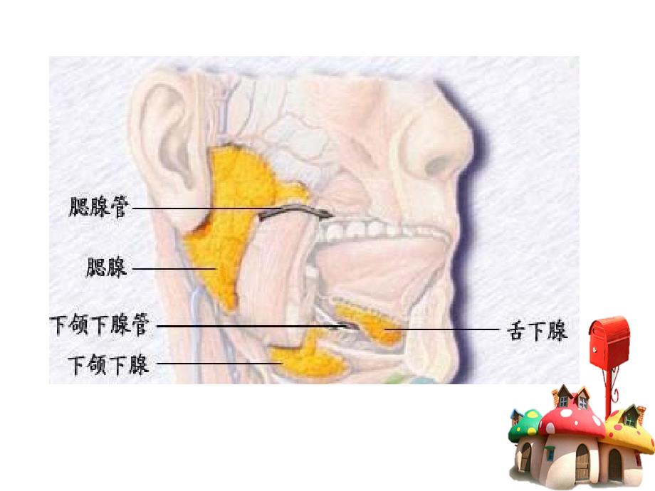 流行性腮腺炎预防知识ppt课件.ppt_第3页