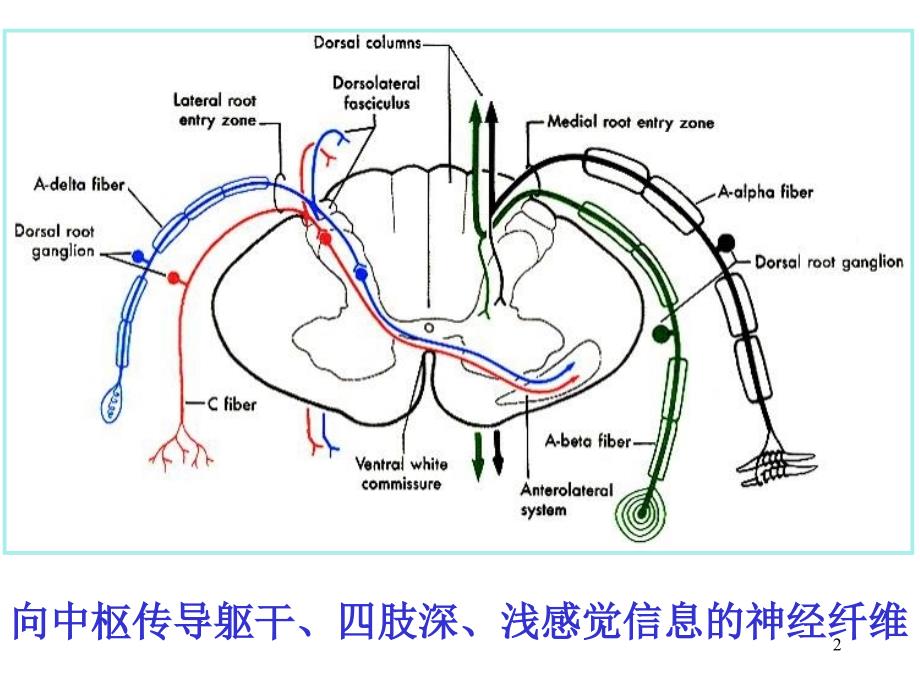 常见神经系统疾病的定位诊断ppt课件.ppt_第2页