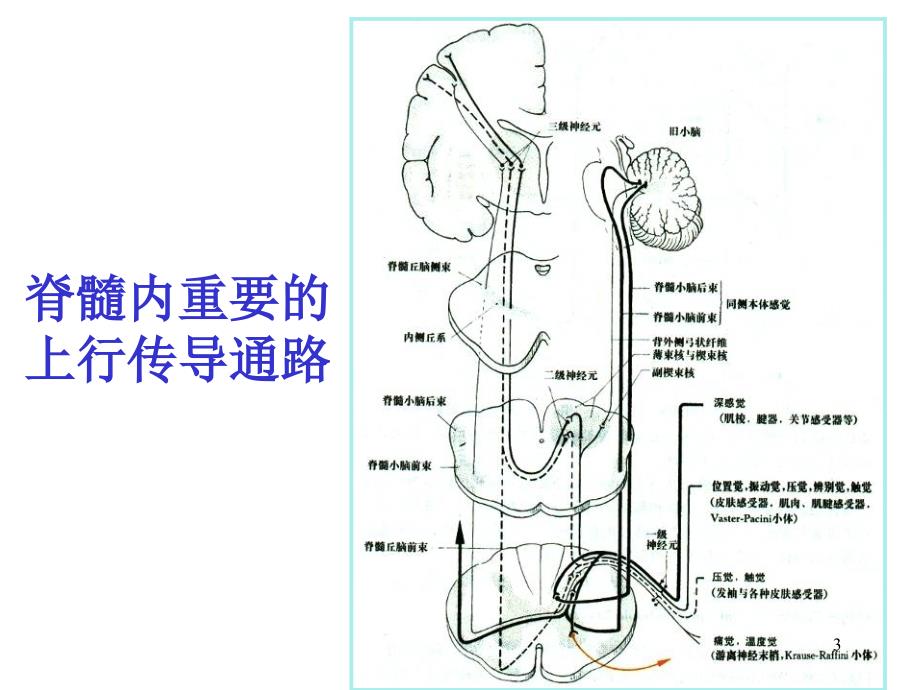 常见神经系统疾病的定位诊断ppt课件.ppt_第3页