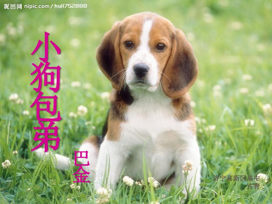 小狗包弟PPT课件.ppt_第1页