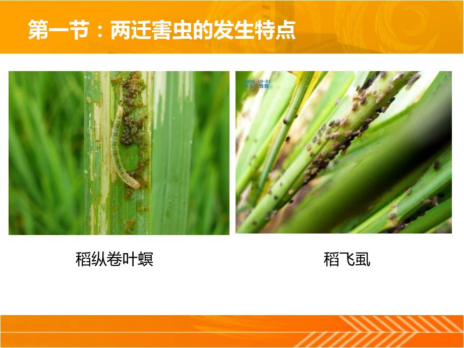 水稻病虫害防治课件.ppt_第3页