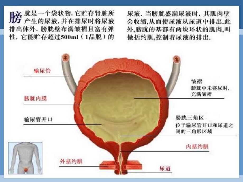 膀胱功能训练课件.ppt_第2页