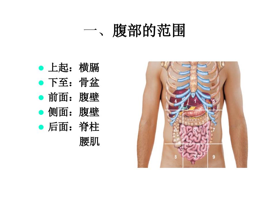 腹部体格检查PPT课件.ppt_第3页
