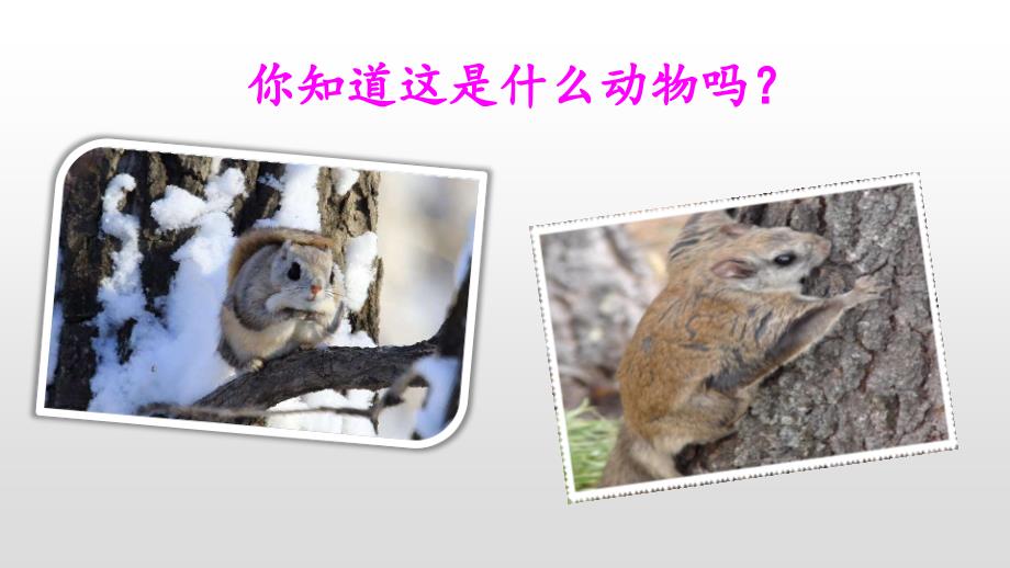 部编版二年级上册语文13寒号鸟优质课件6.ppt_第3页