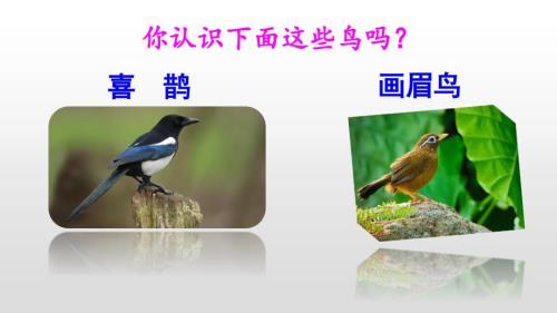 部编版二年级上册语文13寒号鸟优质课件6.ppt