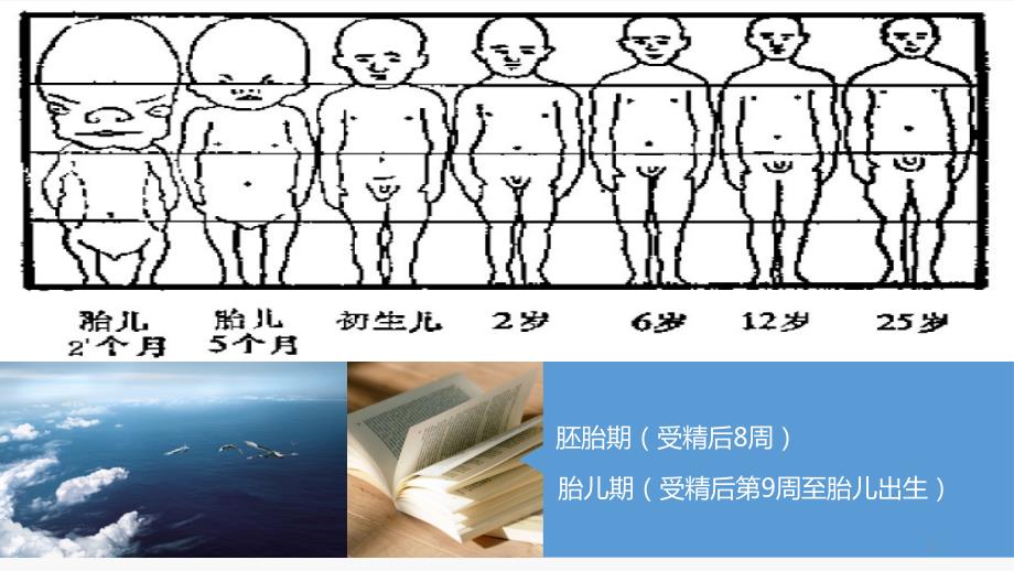 颅颌面生长发育PPT课件.pptx_第2页