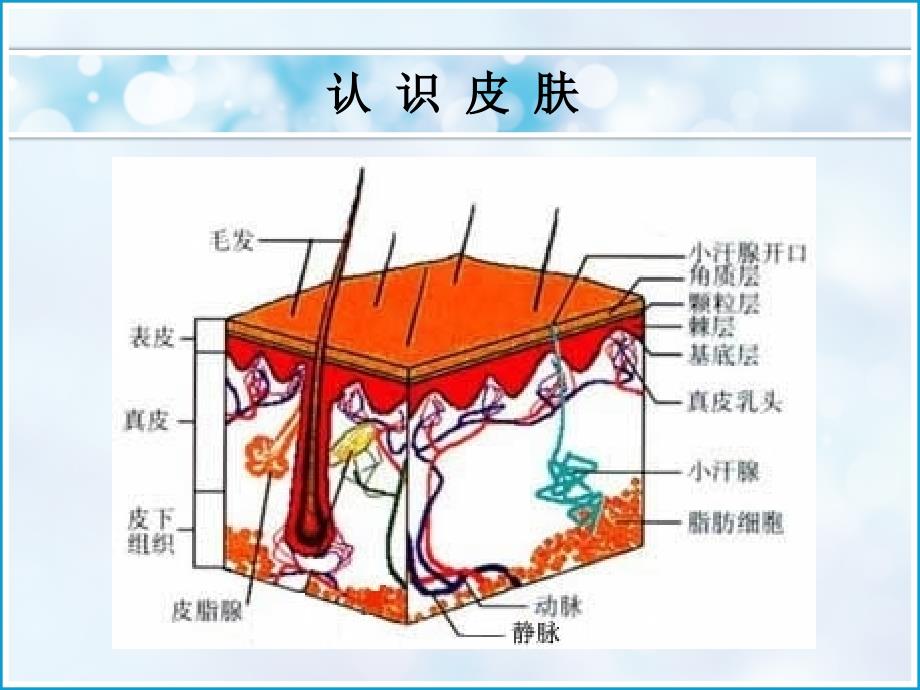 美容护肤基础培训PPT课件.ppt_第3页