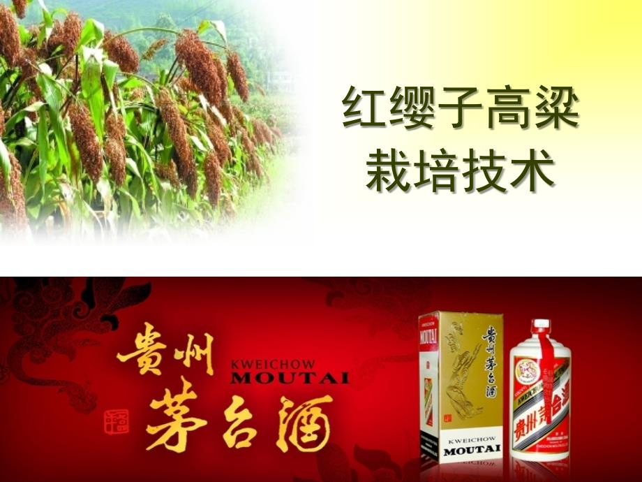 红缨子高粱栽培技术.ppt_第1页