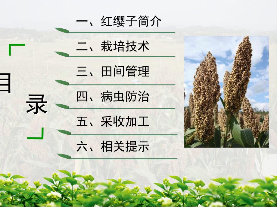 红缨子高粱栽培技术.ppt_第2页