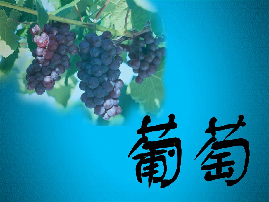 葡萄生产技术.ppt_第2页