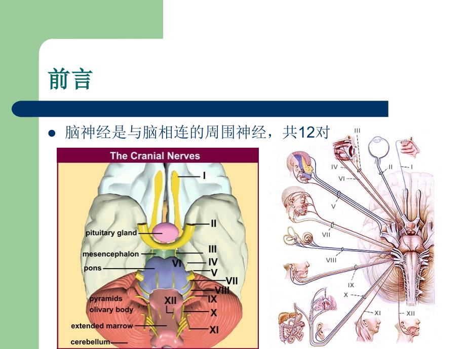 颅神经检查.ppt_第2页