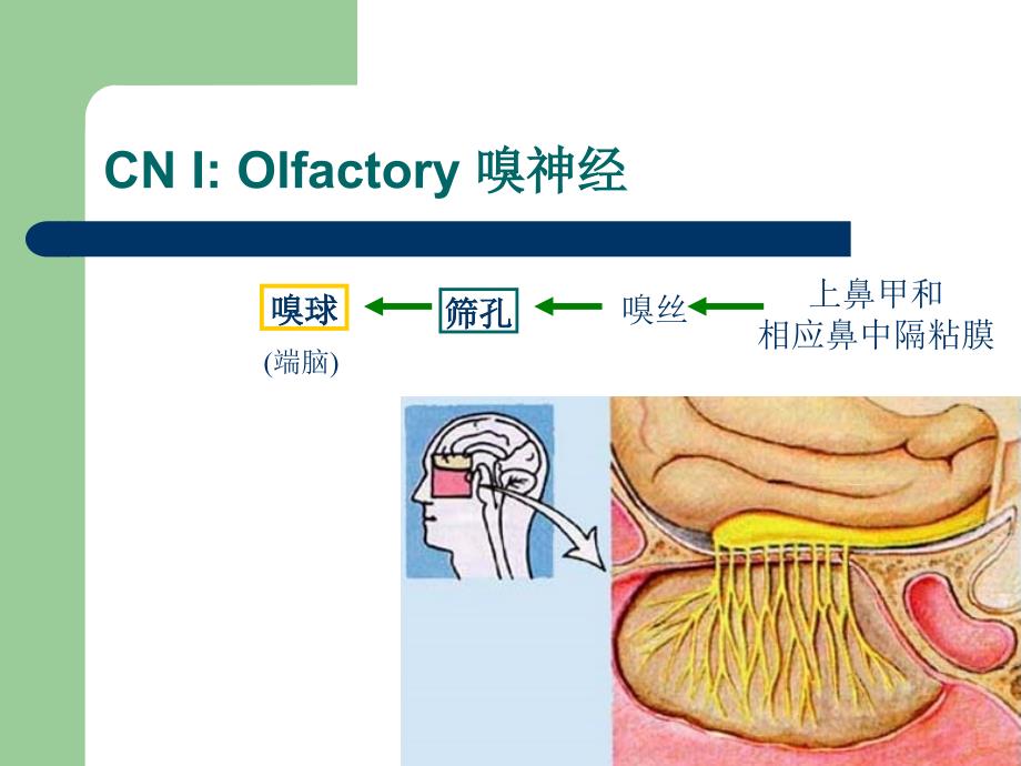 颅神经检查.ppt_第3页