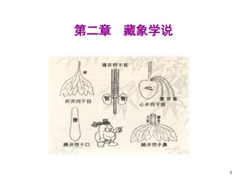 藏象学说课件.ppt