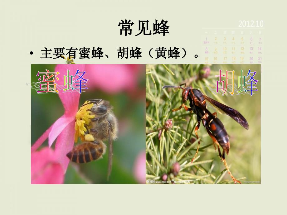 蜂蛰伤的急救课件.ppt_第1页