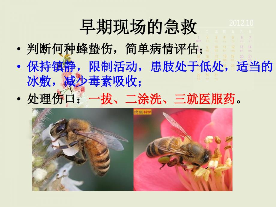 蜂蛰伤的急救课件.ppt_第2页