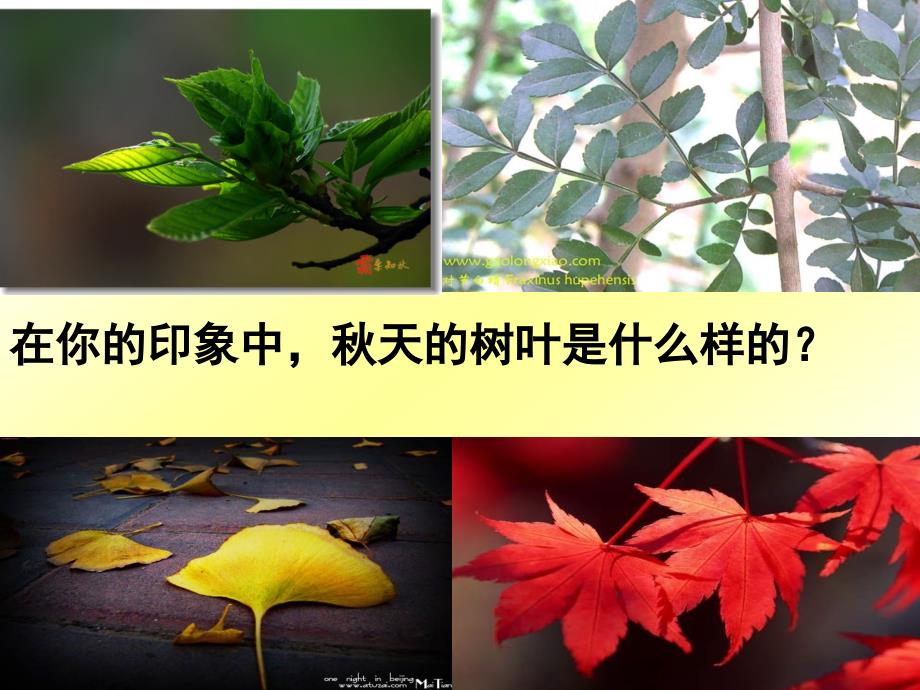 天的树叶PPT课件.ppt_第2页