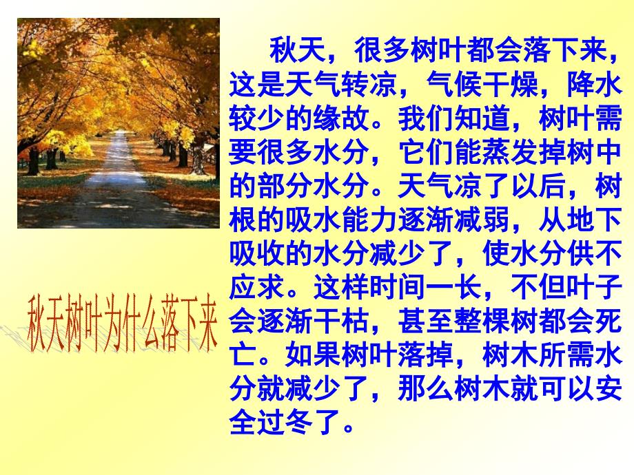 天的树叶PPT课件.ppt_第3页