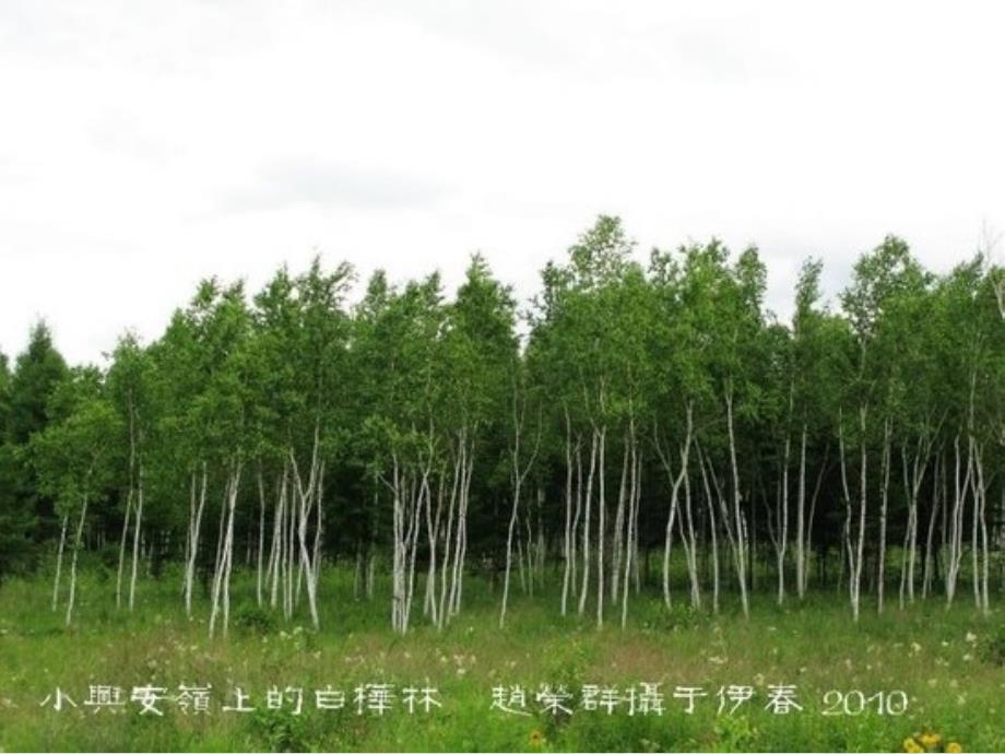 美丽的小兴安岭公开课配有教学设计.ppt_第3页
