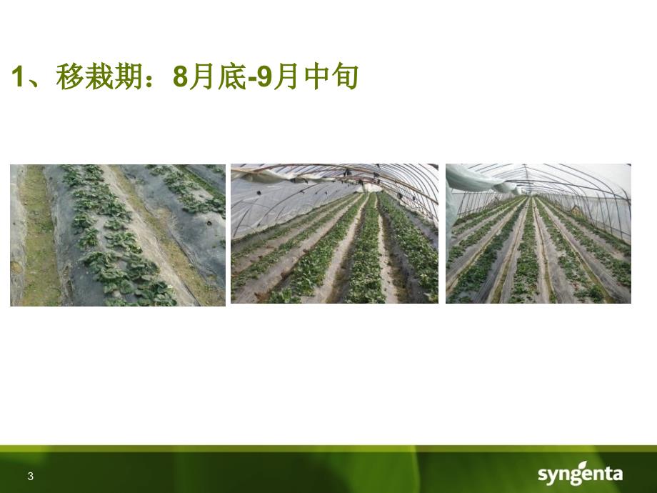 草莓绿色增产技术PPT课件.ppt_第3页