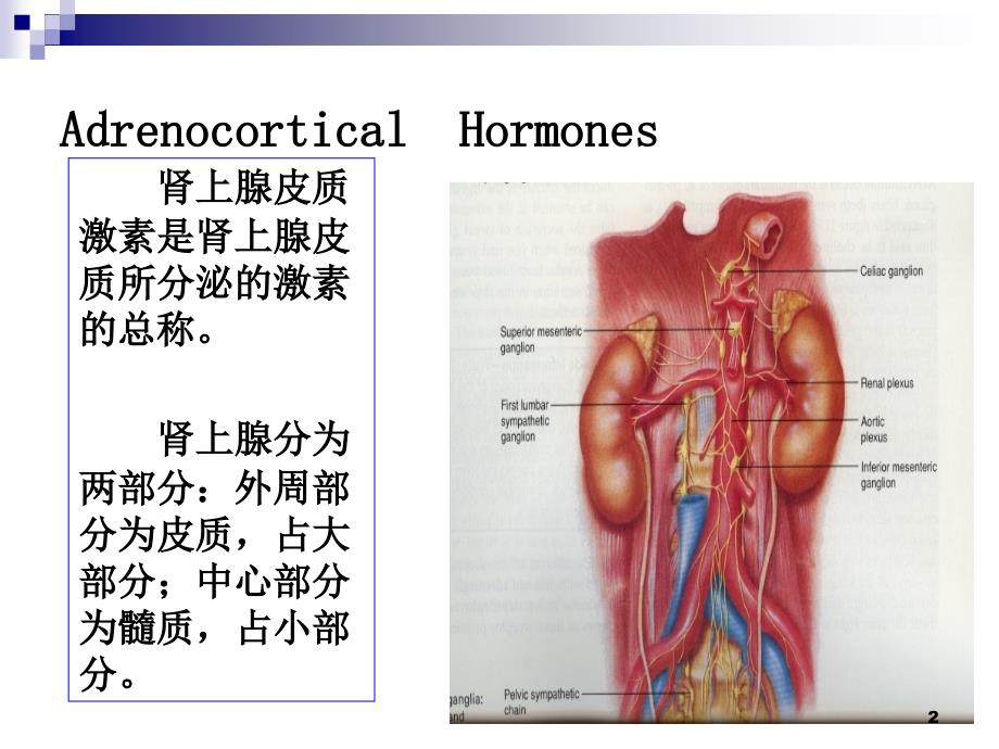 药理学1糖皮质激素.ppt_第2页