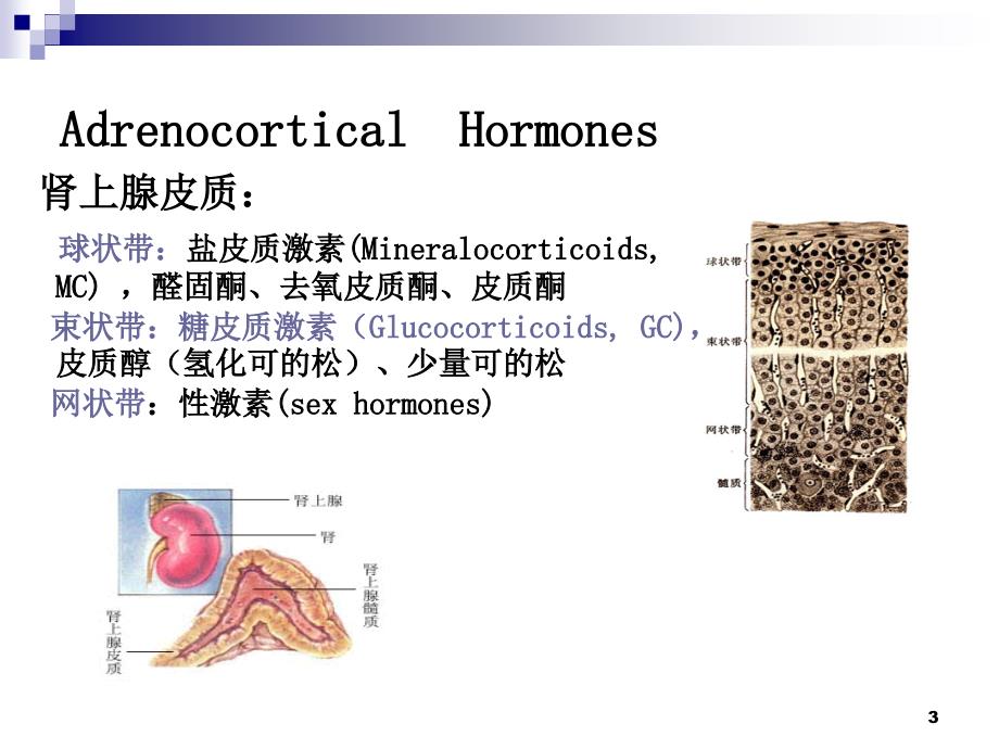 药理学1糖皮质激素.ppt_第3页