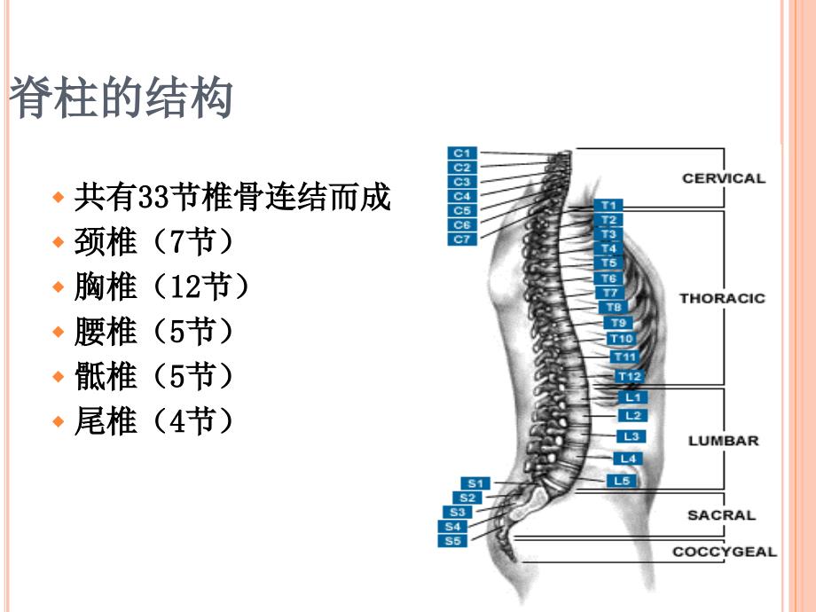 脊髓神经功能评估课件.ppt_第2页
