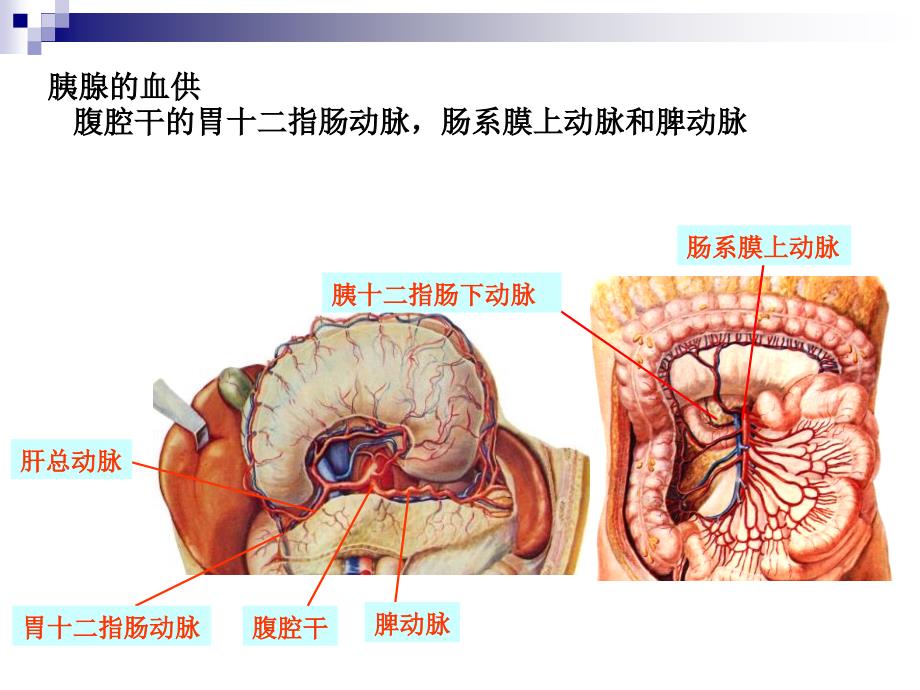 胰腺癌综合诊治中国专家共识.ppt_第1页