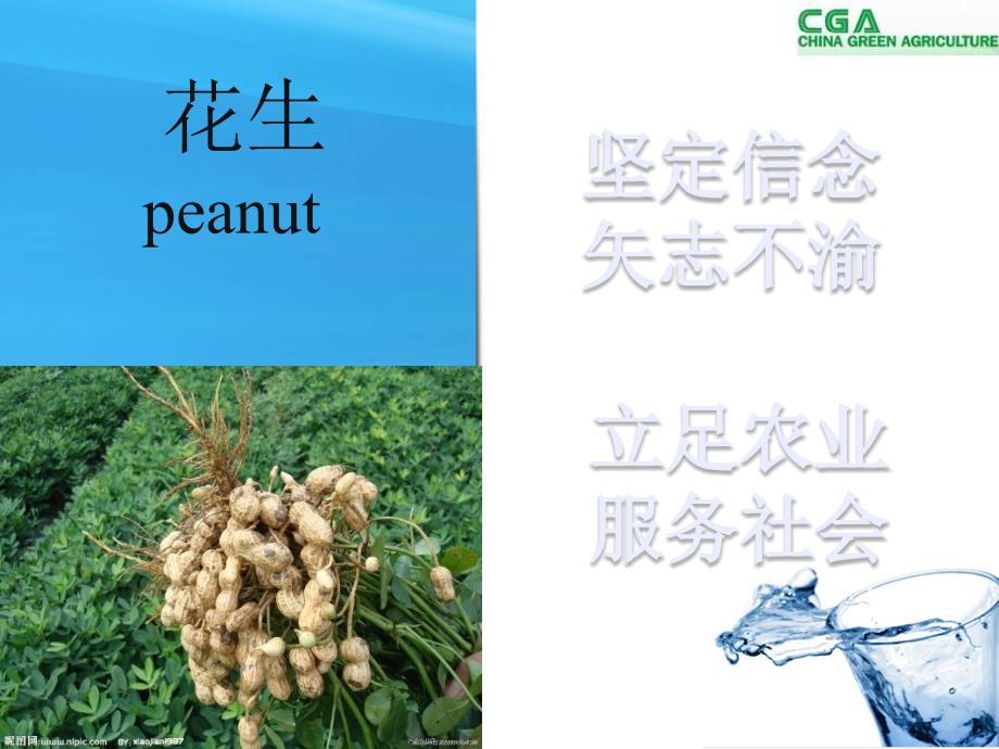 花生栽培PPT课件.ppt_第1页