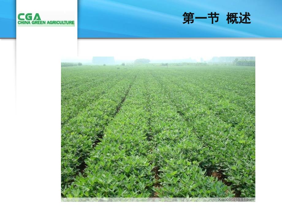 花生栽培PPT课件.ppt_第3页