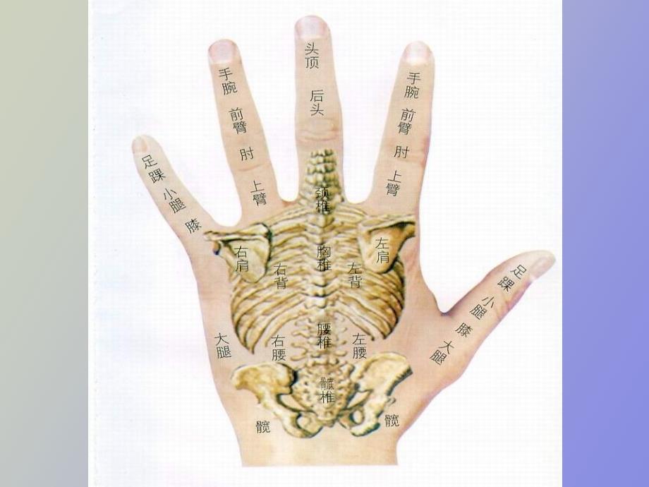 茶的中医学基础.ppt_第1页