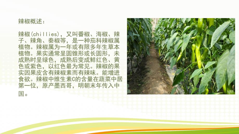 辣椒种植技术PPT课件.ppt_第2页