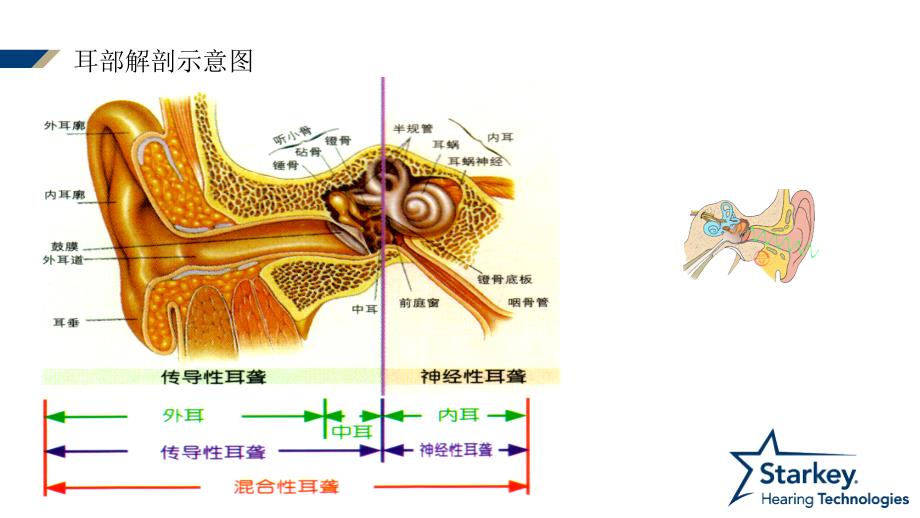 耳部解剖及生理PPT课件.ppt_第2页