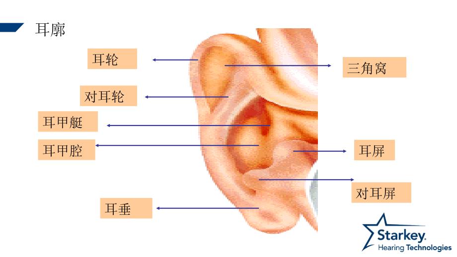 耳部解剖及生理PPT课件.ppt_第3页