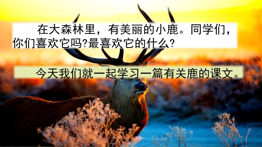 鹿角和鹿腿课件.pptx_第1页