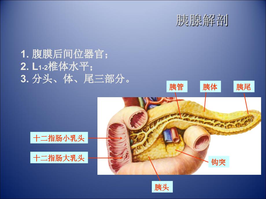 胰腺肿瘤影像学诊断.ppt_第2页