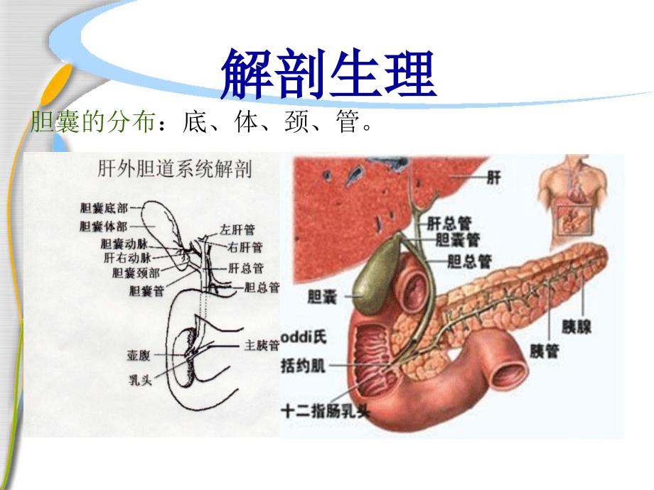 胆囊结石的护理资料课件.ppt_第3页