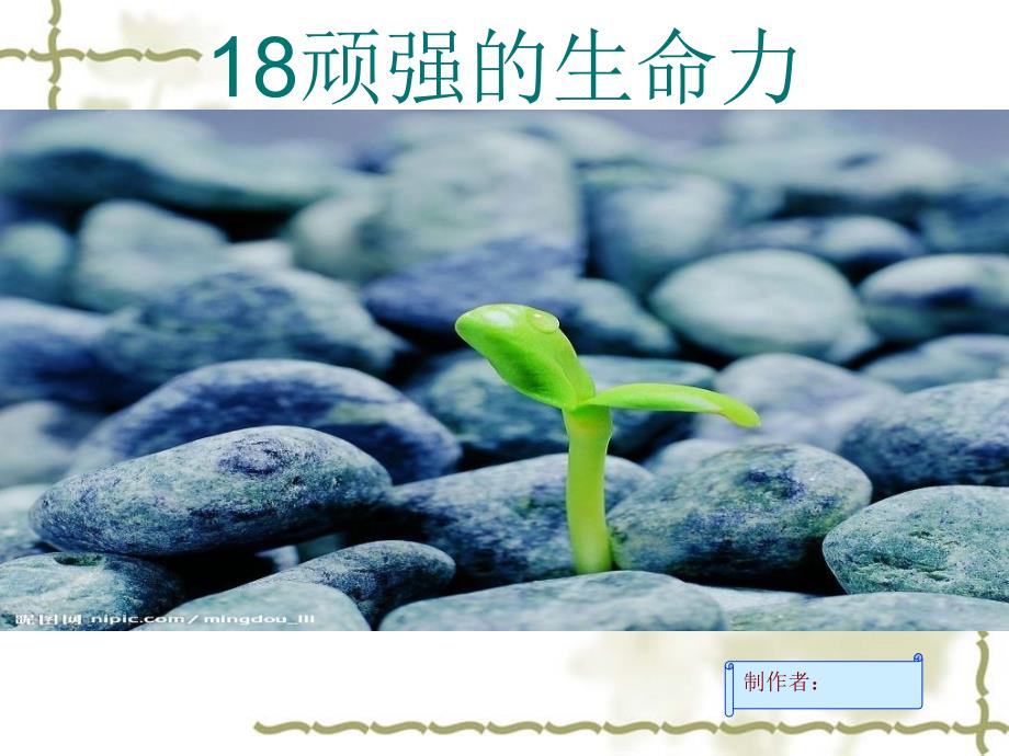 顽强的生命力PPT课件.ppt_第1页