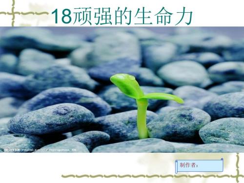 顽强的生命力PPT课件.ppt