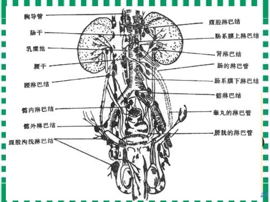 肠系膜淋巴结炎PPT课件.ppt_第3页